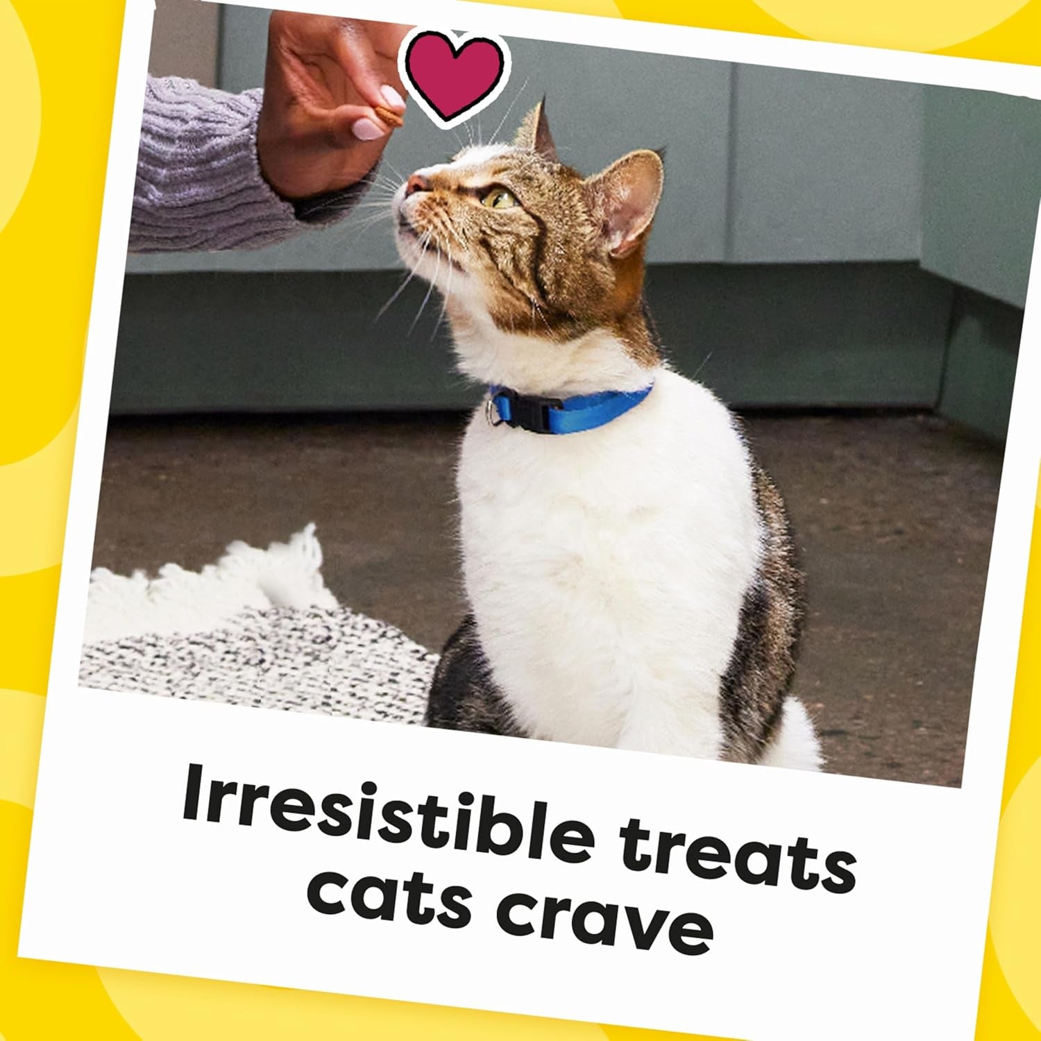 Cat Treats, Classic Crunchy and Soft Cat Treats, Blissful Catnip Flavor, Catnip Treats, 16 Oz. Tub